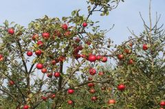 Appel- en perenbomen snoeien