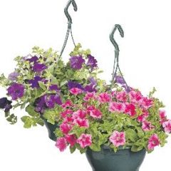 Diverse soorten hangplanten