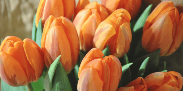 Tulpen in Gouda