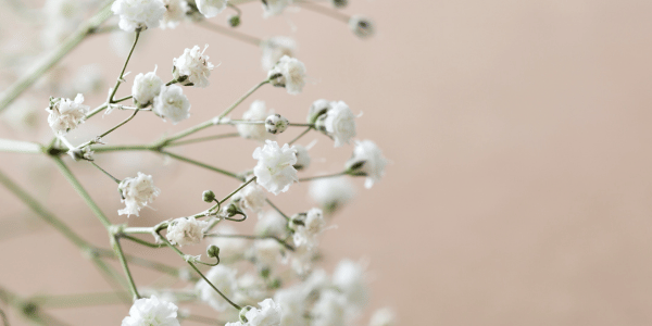 Bloemen zevenhuizen