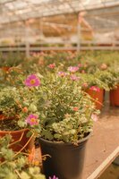Tuincentrum Boskoop Tuincentrum Boskoop