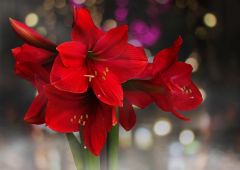 Amaryllis: de mooiste kerstbal in huis!