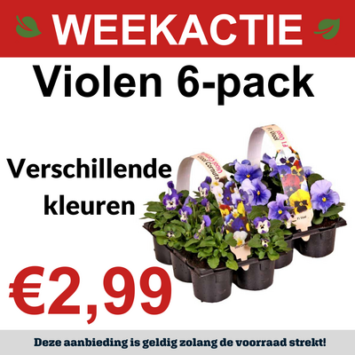 6-pack
