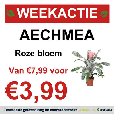 AECHMEA