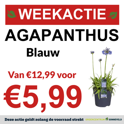 Agapanthus