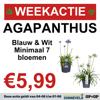 Agapanthus