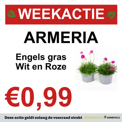 ARMERIA