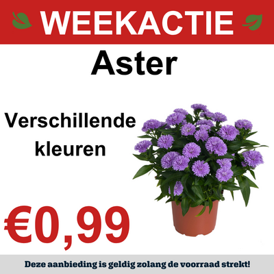 Aster