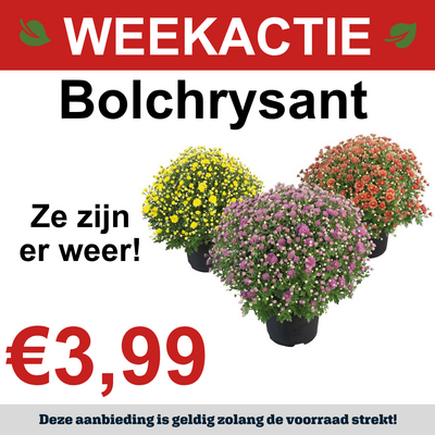 Bolchrysant