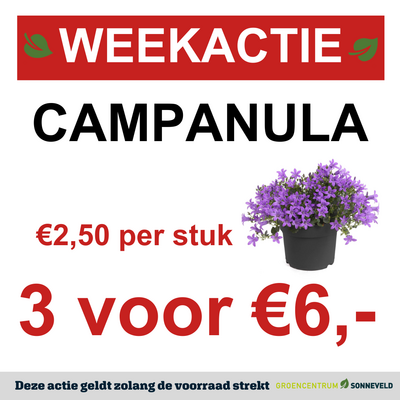 CAMPANULA