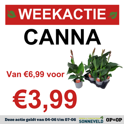 Canna