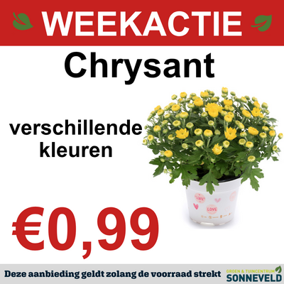 Chrysant