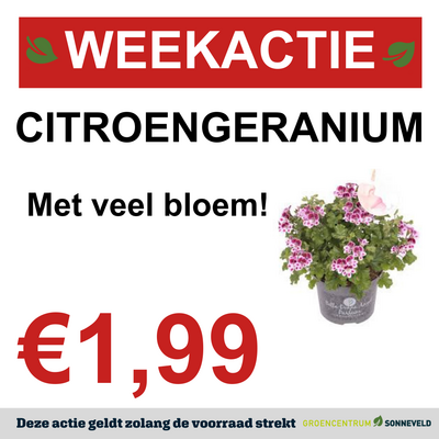CITROEN GERANIUM