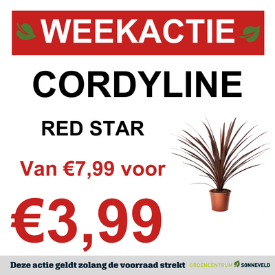 CORDYLINE