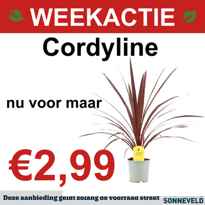 Cordyline
