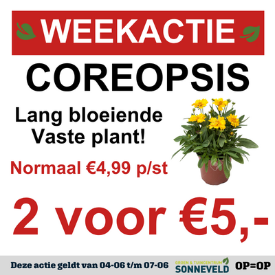 Coreopsis