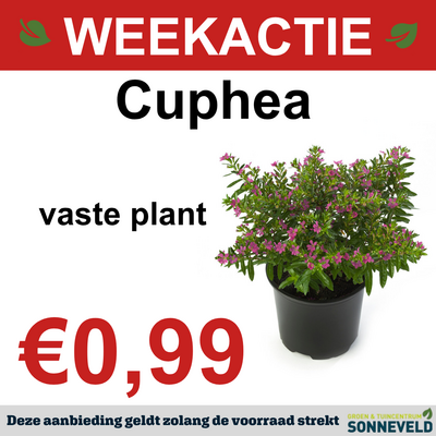 Cuphea