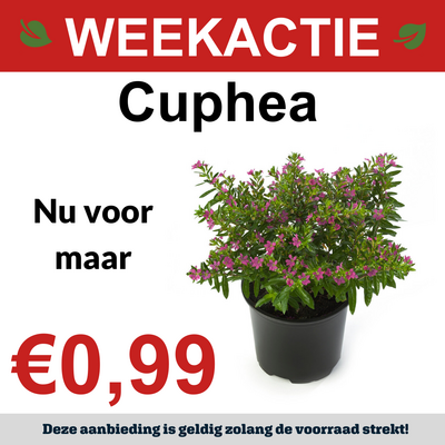 Cuphea