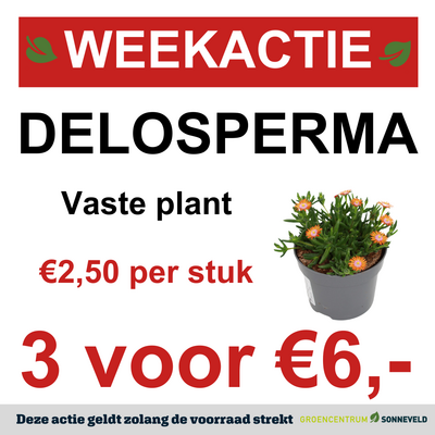 Delosperma