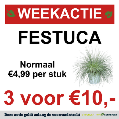 Festuca
