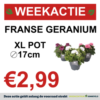 FRANSE GERANIUM