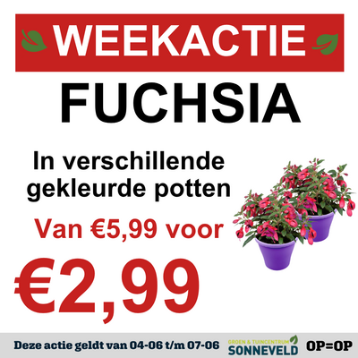 Fuchsia