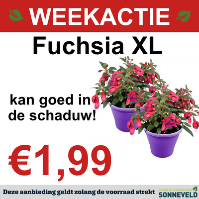 Fuchsia