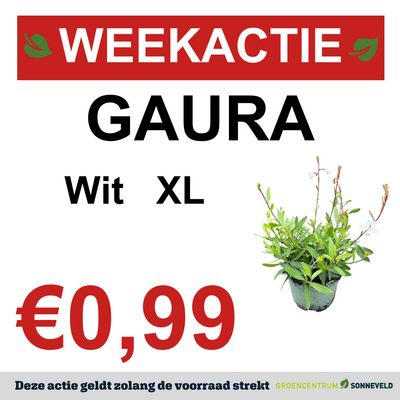 Gaura