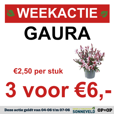 Gaura