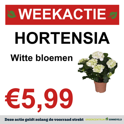 HORTENSIA
