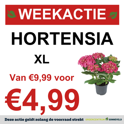 Hortensia