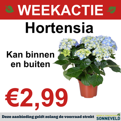 Hortensia