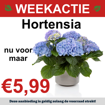 Hortensia
