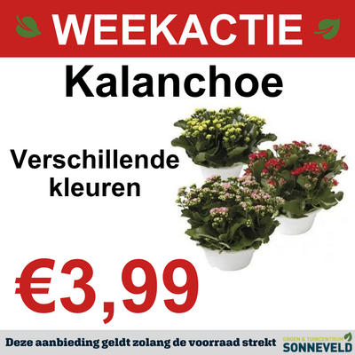 Kalanchoe