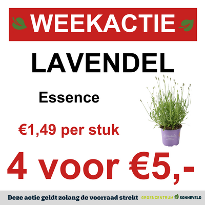 Lavendel