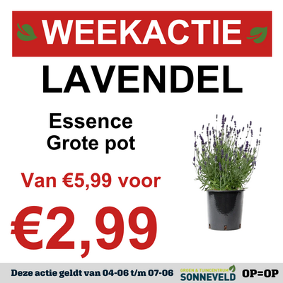 Lavendel