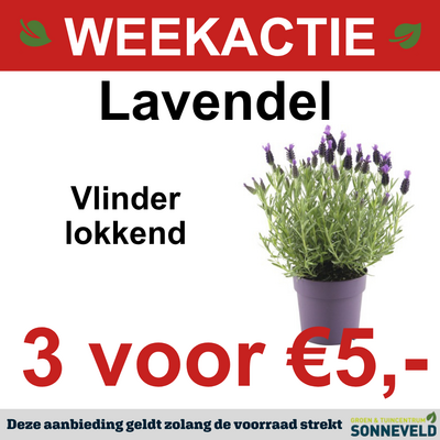 Lavendel