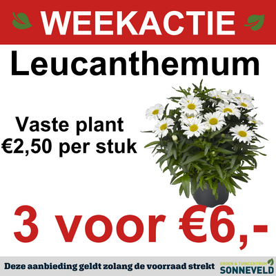Leucanthemum