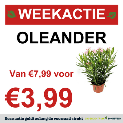 Oleander