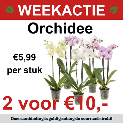 Orchidee