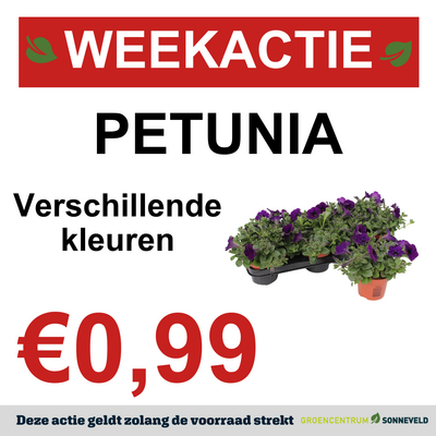 PETUNIA