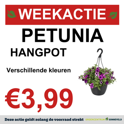 Petunia