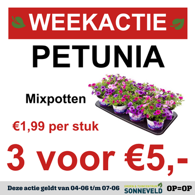 Petunia