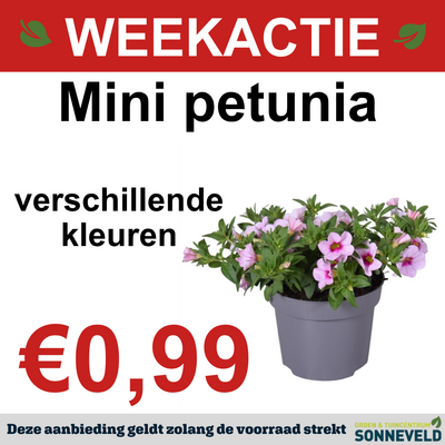 Petunia