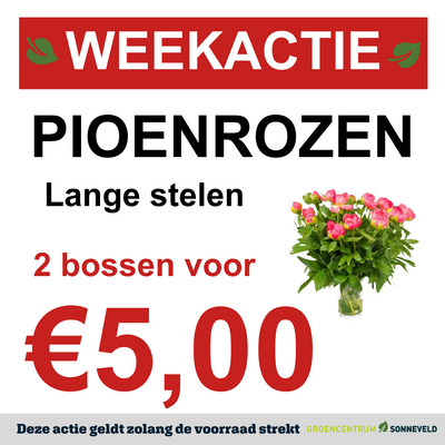 Pioenrozen