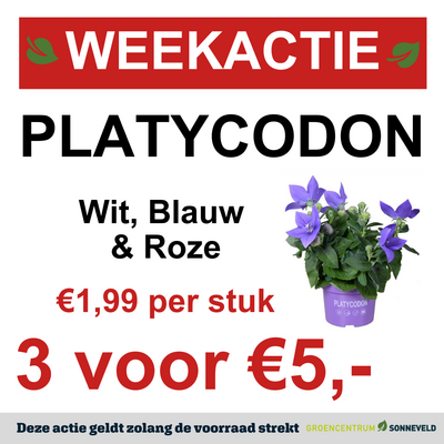 PLATYCODON