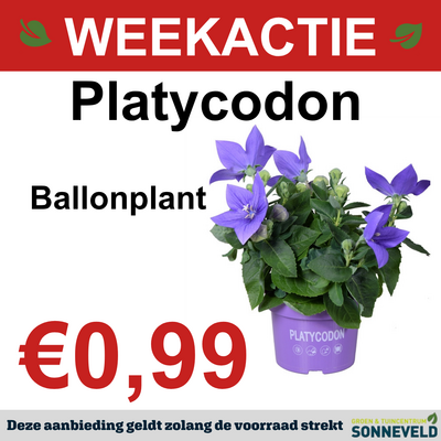 Platycodon