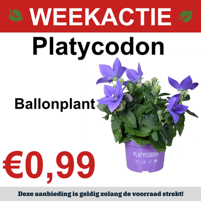 Platycodon