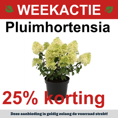 Pluimhortensia