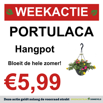 PORTULACA